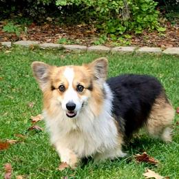 Hadley - Pembroke Welsh Corgi