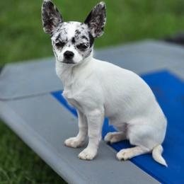 Tequlia - Chihuahua