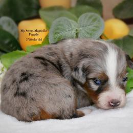 Magnolia - Blue merle female Australian Shepherd puppy in Ranger, Texas from Outback Mini Aussies