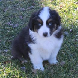 Oliver - Black tri-color male Australian Shepherd puppy in Kansas, Oklahoma from Windy G Farm