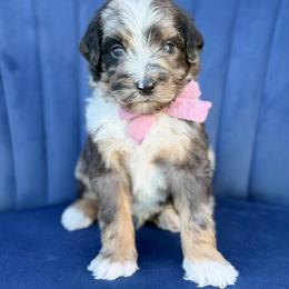 Gilbert - Blue merle male Bernedoodle puppy in Bellville, Ohio from Bernedoodle Buddies