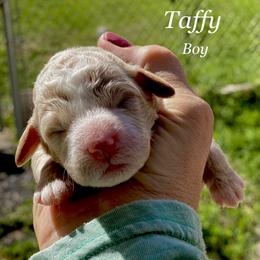 Boy 3 - Labradoodle puppy in Weber County, Utah from Old Macs Doodles