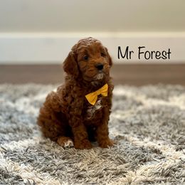 Mr Forest - Goldendoodle puppy from JD Goldendoodles