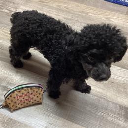 Poodle All Grown Up from Christina Martin