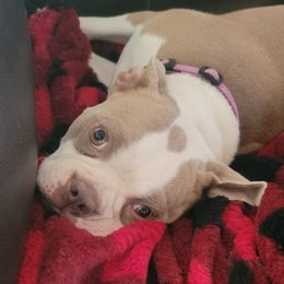 Lizzy - Boston Terrier