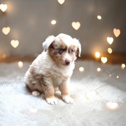 El Urbach - Red merle female Australian Shepherd puppy in Statesville, North Carolina from Charming Australian Shepherds