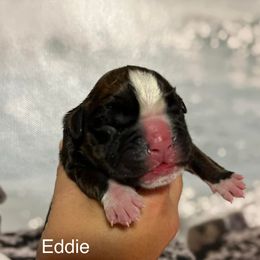 Boxer Puppies from Von Royal Dell’Infinite