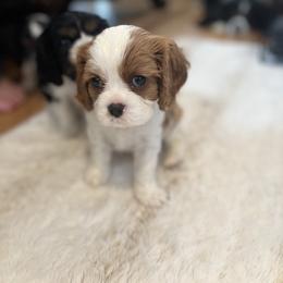 Charlie Brown - Blenheim male Cavalier King Charles Spaniel puppy in Caldwell, Idaho from Gem State Precious Cavaliers LLC