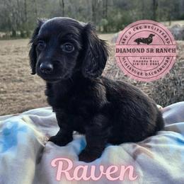 RAVEN - Black female Dachshund puppy in Columbia, Louisiana from Diamond 5R Ranch AKC & CKC Miniature Dachshunds