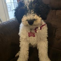 Canary - Black and white female Bernedoodle puppy in Midland, Michigan from Northern Charm Farm