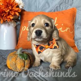 Dachshund Puppies from Primo Dachshunds
