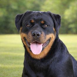 Nova - Rottweiler
