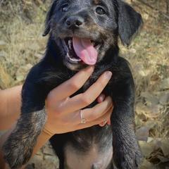 Aussiedoodle and Leopardoodle Puppies from A Puppy Crush