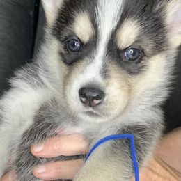 Siberian Husky Puppies from Debra's Huskys