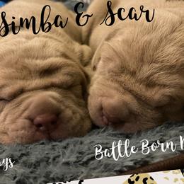 Boy 2 - Neapolitan Mastiff puppy in Elko, Nevada from Battle Born Neos