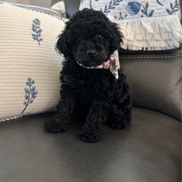 Lexi - Phantom female Poodle puppy in Houston, Texas from Texas Toy Poodles