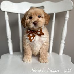 Australian Labradoodle Puppies from Rutu Australian Labradoodles