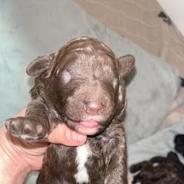 Benedict - Brown male Poodle puppy in Picayune, Mississippi from JEN's Poodles