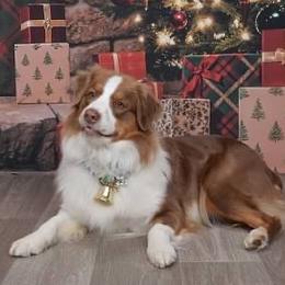 Piper - Australian Shepherd