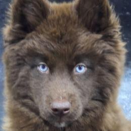 Cayenne - Red and white female Siberian Husky puppy in East Tawas, Michigan from BurnsBerg's Woolies