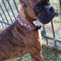 Boxers and Cocker Spaniels from Tribute Kennels