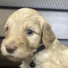 Black Pup - Cafe au lait Double Doodle puppy in San Juan, Texas from Cash & June’s Double Doodles