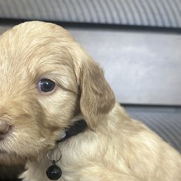 Black Pup - Cafe au lait Double Doodle puppy in San Juan, Texas from Cash & June’s Double Doodles