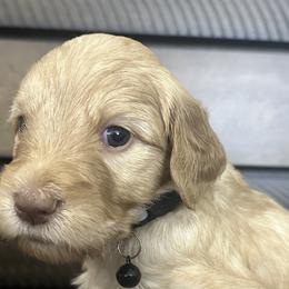 Black Pup - Cafe au lait Double Doodle puppy in San Juan, Texas from Cash & June’s Double Doodles