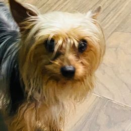 Yorkshire Terriers from Love Byrd Yorkies
