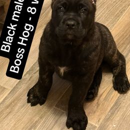 Black collar - Black brindle male Cane Corso puppy in Waxahachie, Texas from A&M Kennels
