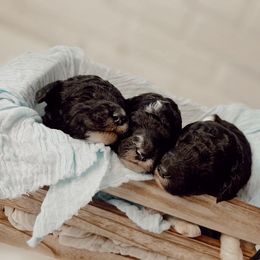 Poodle Puppies from Simplicity Poodles