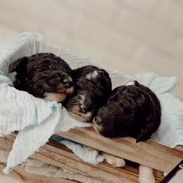 Poodle Puppies from Simplicity Poodles