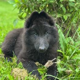 Tide (Lime) - Black male Belgian Sheepdog puppy in Franklin, West Virginia from Wildmour K9