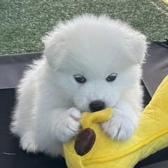 Yellow Boy - White male Samoyed puppy in Fallbrook, California from DelMar Dreams Samoyeds