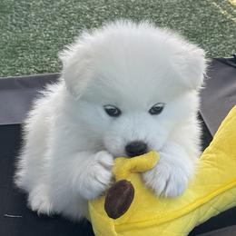 Yellow Boy - White male Samoyed puppy in Fallbrook, California from DelMar Dreams Samoyeds