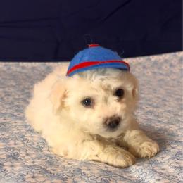 Fonzy-Red Collar - White male Bichon Frise puppy in East Carondelet, (St Louis Metropolitan Area), Illinois from BichonSTL