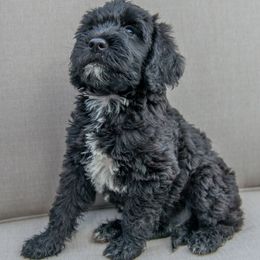 Double Doodle and Labradoodle Puppies from Delightfully Double Doodles