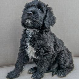 Double Doodle and Labradoodle Puppies from Delightfully Double Doodles