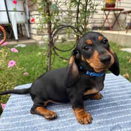 Grit - Black and tan male Dachshund puppy in Stilwell, Oklahoma from Peavine Creek Dachshunds
