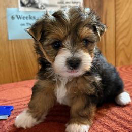 Girl 2 - Parti female Yorkshire Terrier puppy in Bear Creek, North Carolina from Yorkie Time