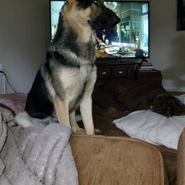 German Shepherd Puppies from Sandy’s Shepherds