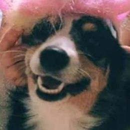 Charlie - Pembroke Welsh Corgi