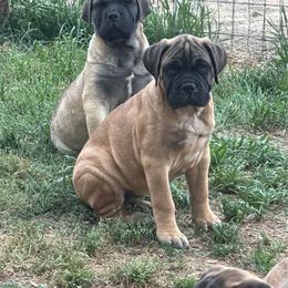 3 Fawn Females available - Fawn female Bullmastiff puppy in Comer, Georgia from Caro Bullmastiffs