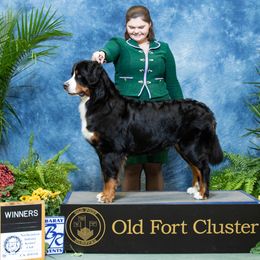 Treva - Bernese Mountain Dog