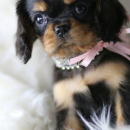 Cavalier King Charles Spaniel Puppies from Applewood Cavaliers