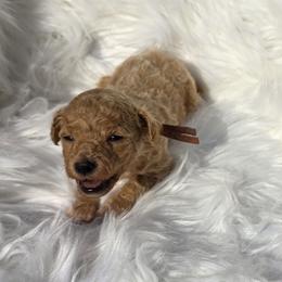 Momo - Red  male Goldendoodle puppy in Shelby Township, Michigan from Shelby Doodles MI LLC