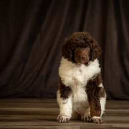 Poodle Puppies from Setting the Standard Poodles