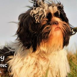 Poppy - Shih Tzu