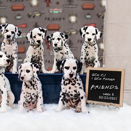 Cavalier King Charles Spaniel and Dalmatian Puppies from Cadence Hall