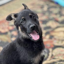 Green - Black male German Shepherd puppy in La Follette, Tennessee from Moore German Shepherds